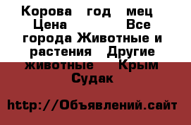 Корова 1 год 4 мец › Цена ­ 27 000 - Все города Животные и растения » Другие животные   . Крым,Судак